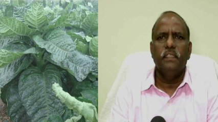 वैज्ञानिकों की नई खोज, तम्बाकू से अब बन सकेगीं दवाईयां