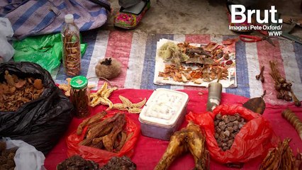 En Chine, le commerce d’os de tigres et de cornes de rhinocéros est de nouveau légal