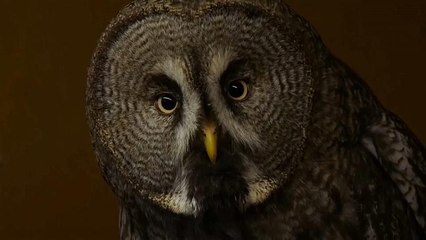 Moskau lockt Besucher ins Eulen-Café