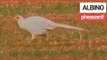 Incredible Video Shows an Albino Pheasant Spotted in a Field | SWNS TV