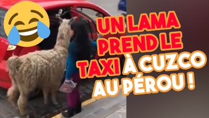 Un lama prend le taxi à Cuzco au Pérou !