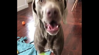 The Funny Reaction of Dog Compilation