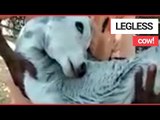 Calf Born Without Two Legs! | SWNS TV