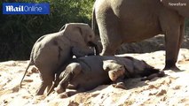 Baby elephant attempts to wake up sleepy brother