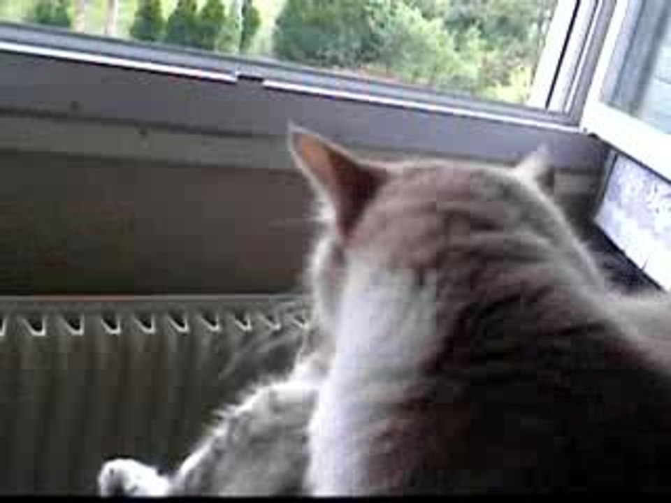 chats