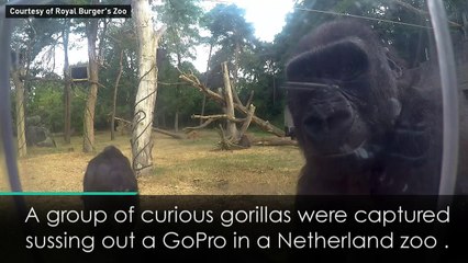 Incredible moment curious gorillas suss out GoPro
