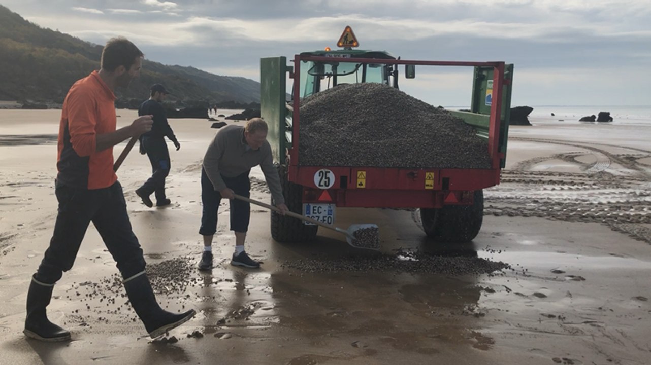 Ensemencement de coques dans le site des Vaches Noires.