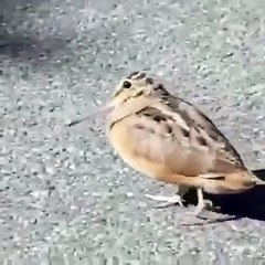 We Learned Dance Move From Birds Too