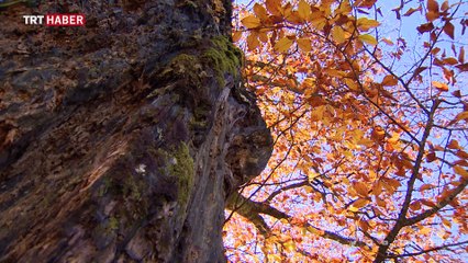 Ayder yaylası sonbaharın güzelliğine büründü