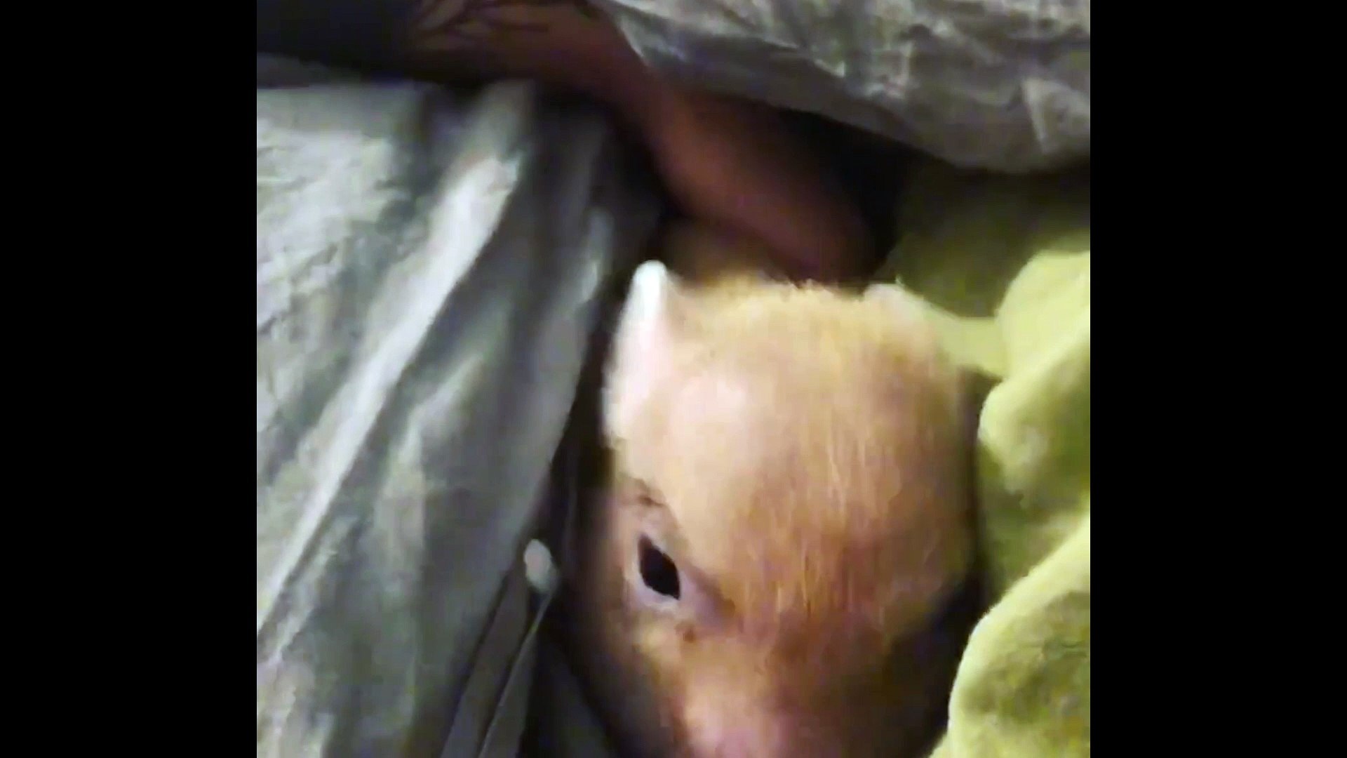 ⁣Sleepy Pig Does Not Like Being Woken Up