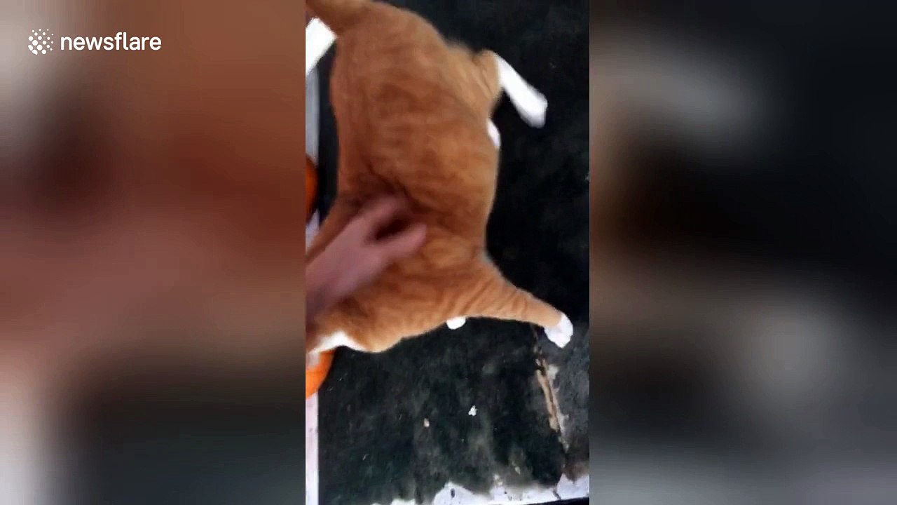 Roly-poly: Overweight cat takes a funny tumble down the stairs