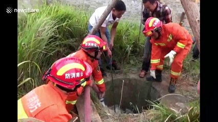 Firefighters pour water into well to rescue buffalo