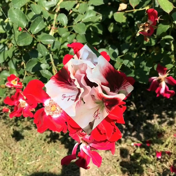 Flower Power