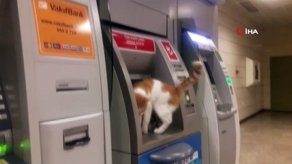 ATM’ye çıkan sevimli kedi ilgi odağı oldu