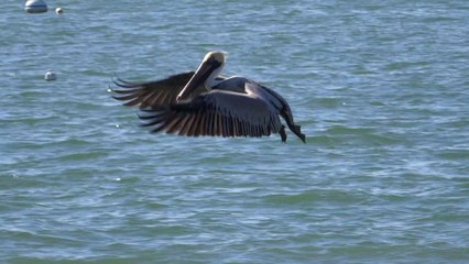 Pélicans en chasse puis séchage au soleil de Floride