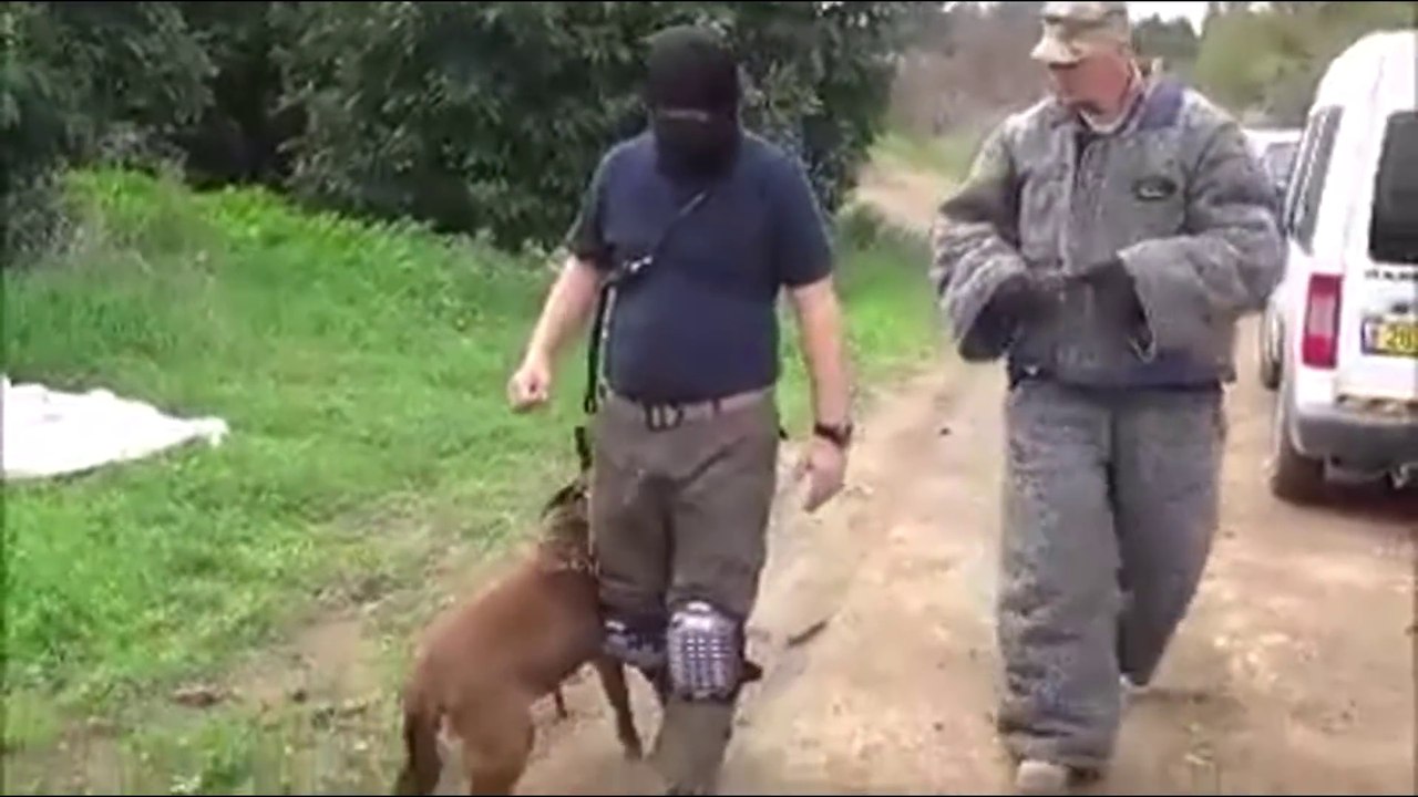 Chiens les mieux dressés du monde ! Petite compilation impressionnante !