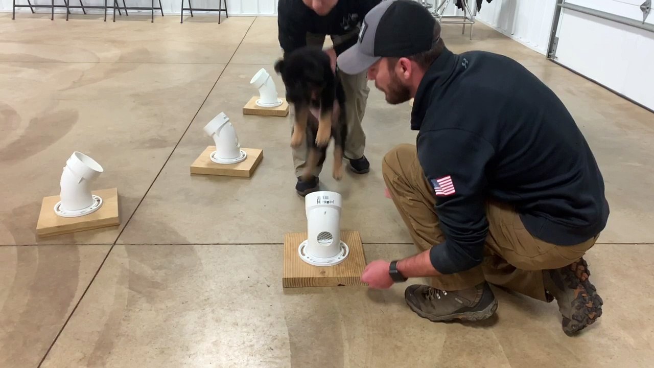 K9 Puppy in Training