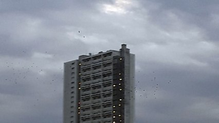 Etourneaux sansonnets le 10 oct 18