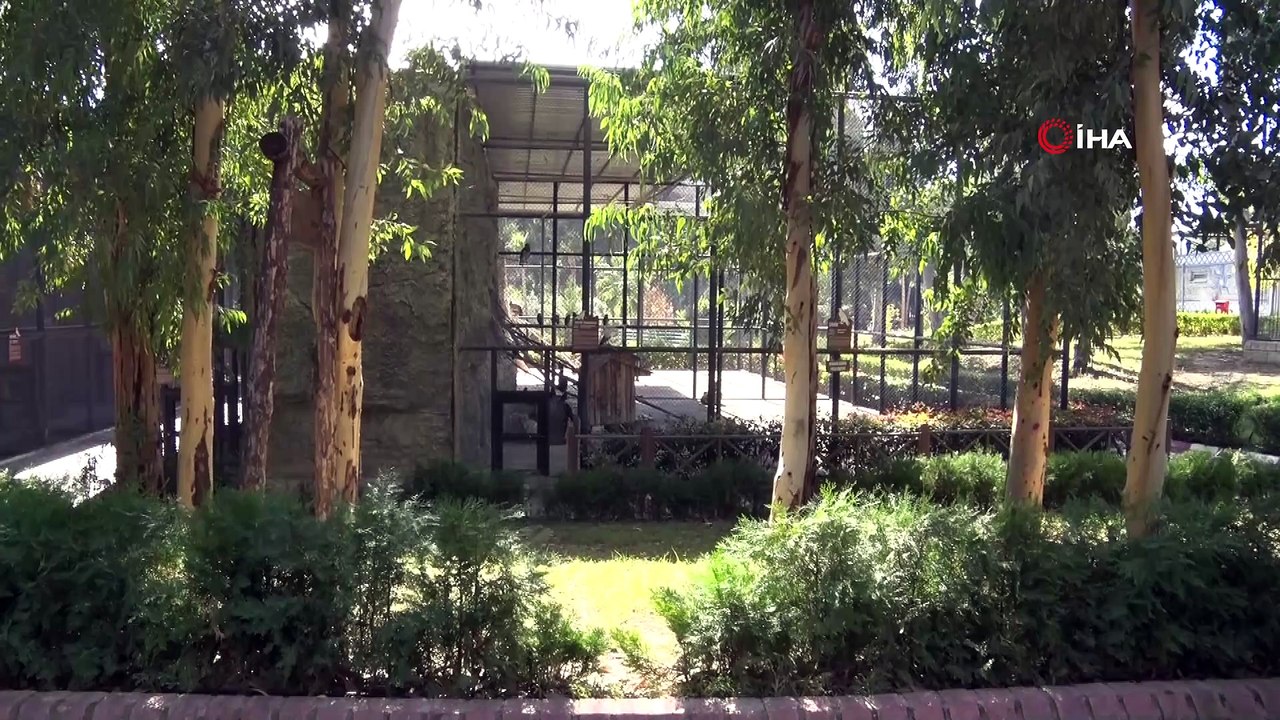 Dünyada 50'den az bulunan balık baykuşu tedavisinin ardından doğaya salındı