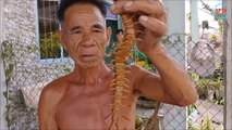 Les mille-pattes au Vietnam sont impressionnants et terrifiants