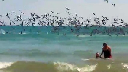 Quand des centaines de pélicans plongent en même temps pour pecher