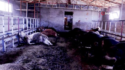 Gümüşhane’de 21 büyükbaş hayvan telef oldu