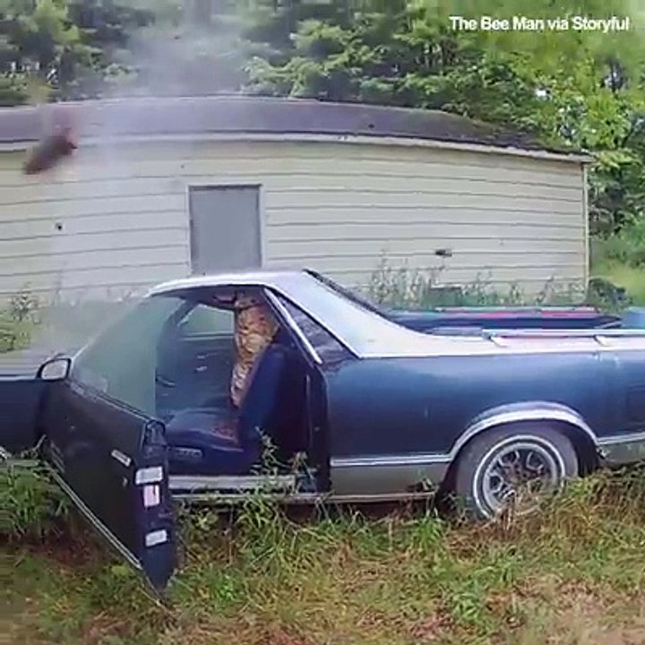 I don't even own a car but these hornets do Credit: storyful