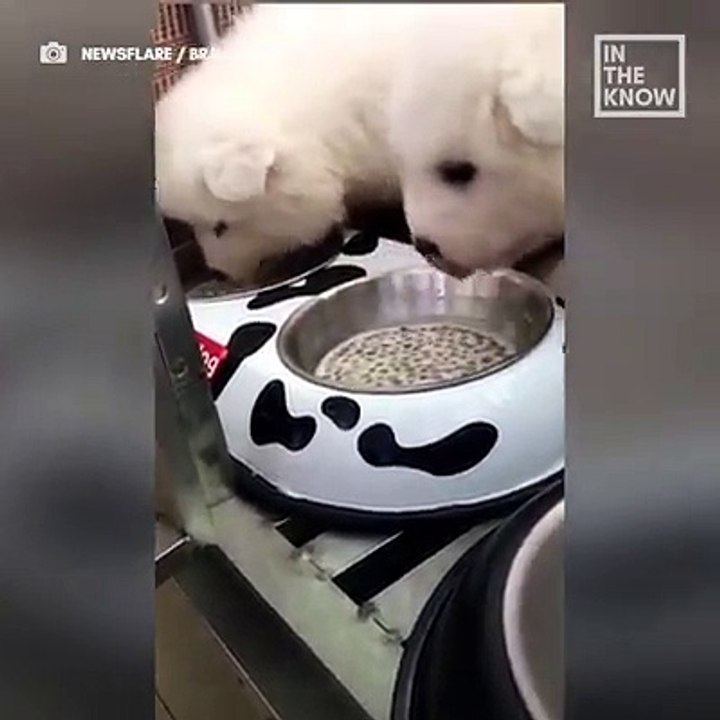 Wait for the end, this puppy is all of us when it's time to eat 