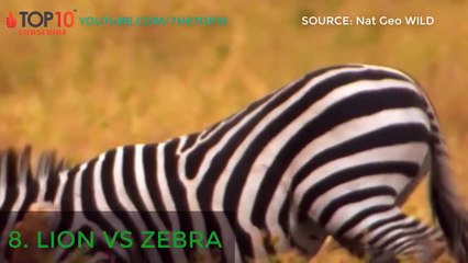 LIONS .V..S... ANIMALS - Lion .v..s...Hippo, Giraffe, Crocodile, Wild Dogs...