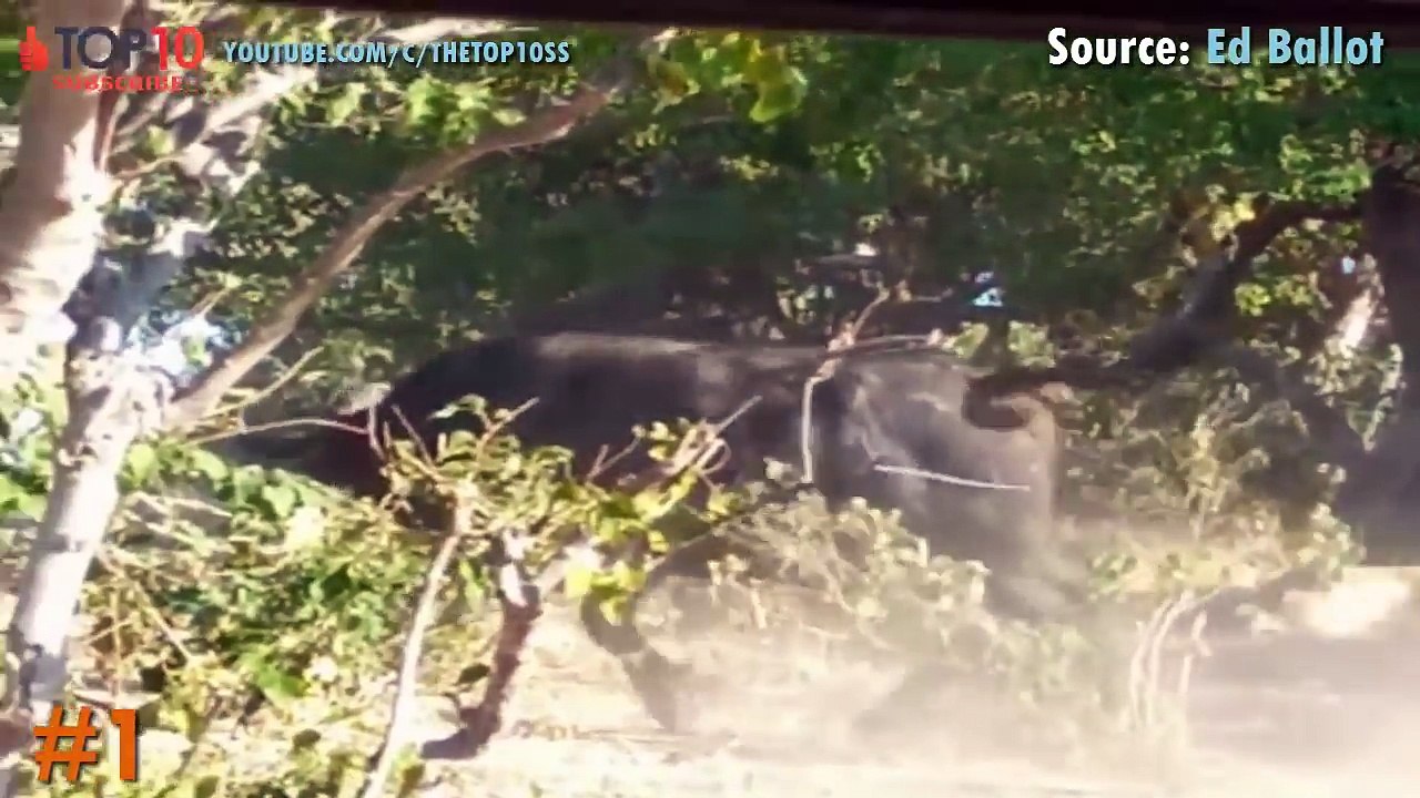 LION VS BUFFALO - Buffalo kills Lion and Lion kills Buffalo