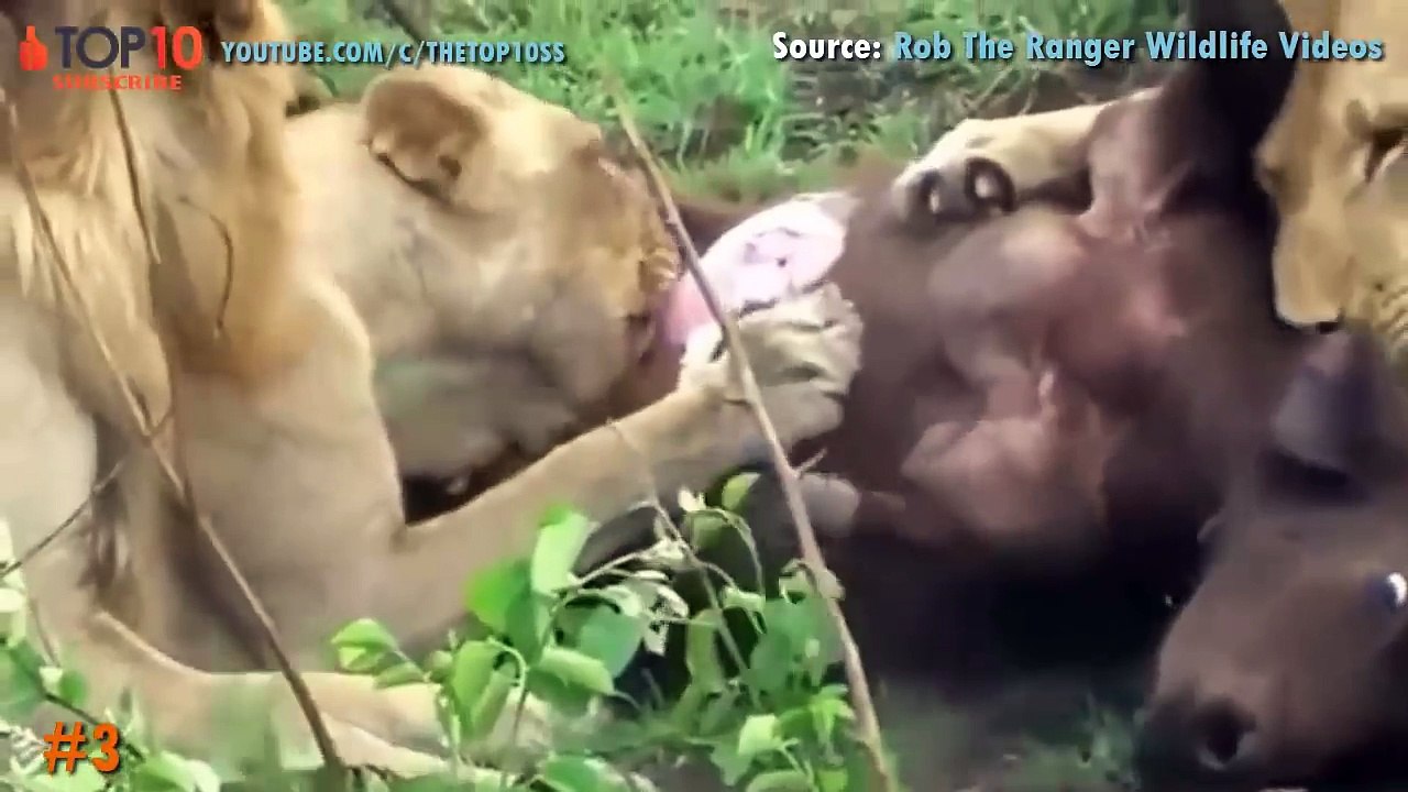 LION VS BUFFALO