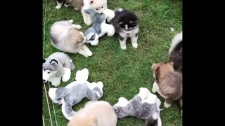 Adorable Litter Of Husky Pups