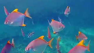You're always in good company on our house reef!Video by Hashem A. Kosara