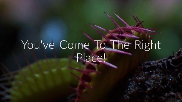 OCP Bed Bug Exterminator in NYC