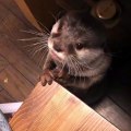 Cette loutre est la plus mignonne du monde !!