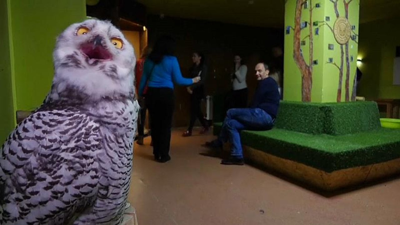 Wie bei Harry Potter: Kaffeetrinken mit Eulen in Moskau