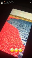 سنابات عبدالقادر الشهراني وعلي عبدالمعطي وصالح الزهيري