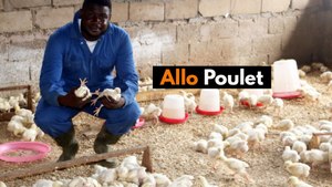 Cameroon: Allô Poulet