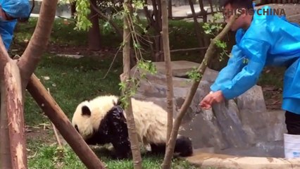 Funny Panda Clips - Panda Fails and Funny Moments!