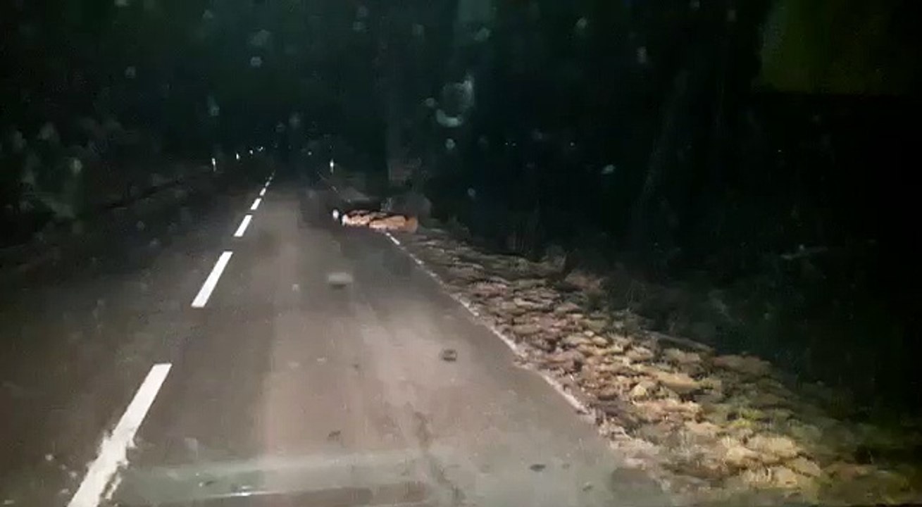 Une compagnie de sangliers et leurs marcassins traverse une route