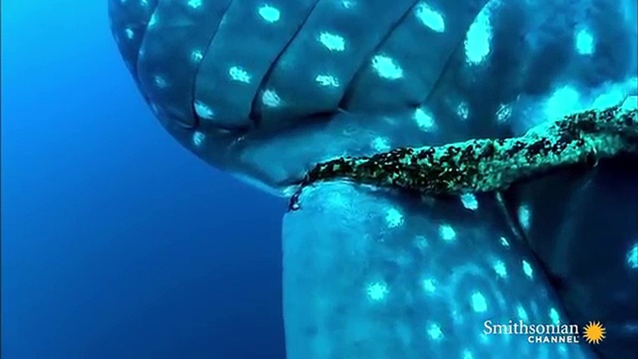 Curious whale shark swims with fisherman
