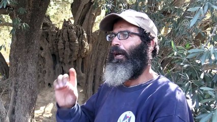 5 bin yıllık zeytin ağacı Filistin'de işgale meydan okuyor - BEYTÜLLAHİM