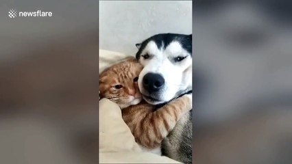Un chat et un husky se font un câlin