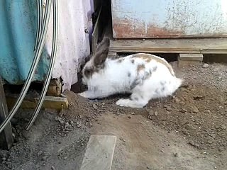 Lapin sauve son ami chaton,       Rabbit rescues his kitten friend