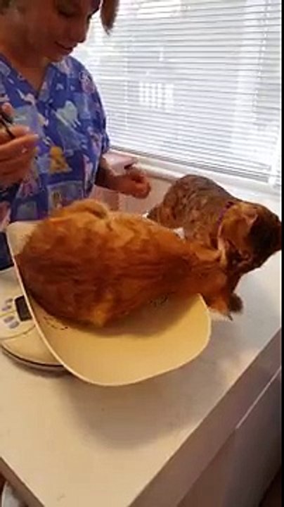 chat-tire-pote-veterinaire