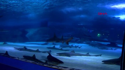 Antalya Akvaryum'da Balık Sayısı İki Katına Çıkacak