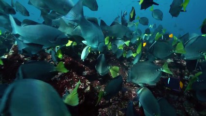 Wild Galapagos Part 2 Trapped In Paradise