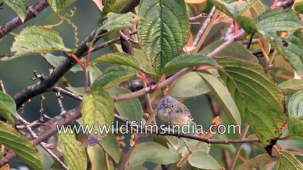 Fire-breasted Flowerpecker