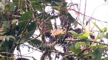 Fire-tailed Myzornis and Chestnut-tailed Minla - beautiful Himalayan birds