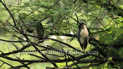 Heronry of Black-crowned night heron